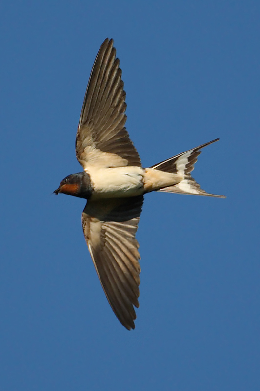 Swallow, Echandens, Switzerland, August 2008