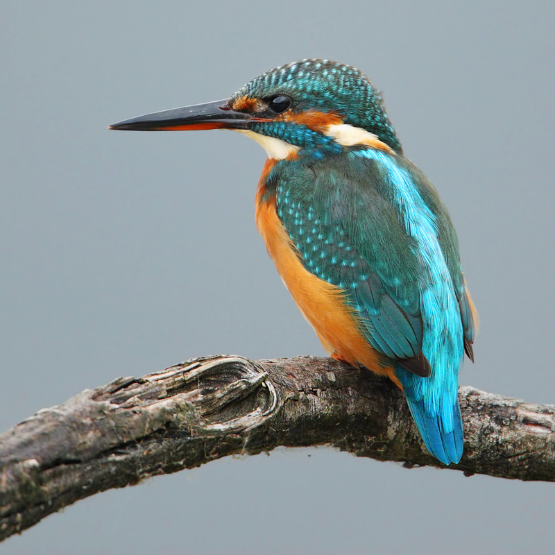 Kingfisher (alcedo atthis), Champ-Pittet, Switzerland, October 2008