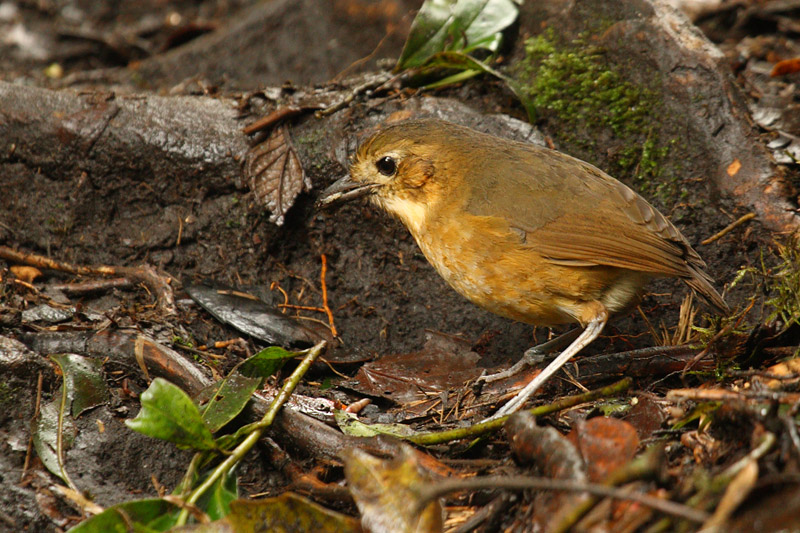 Tawny antpitta (grallaria quitensis), Pasachoa, Ecuador, January 2009