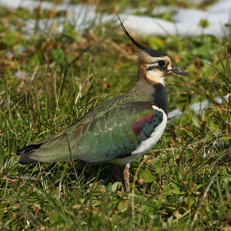 Lapwing (peewit, green plover, vanellus vanellus), Bremblens, Switzerland, February 2009
