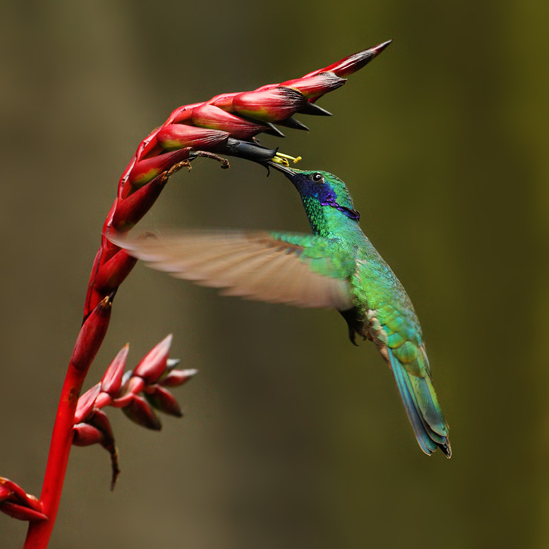 Sparkling violetear (colibri corruscans), Quito, Ecuador, December 2008