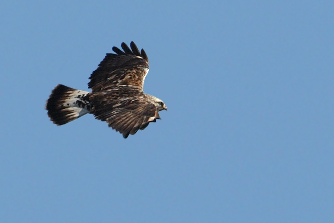Rough-legged buzzard (buteo lagopus), Chrmmi, Switzerland, March 2009