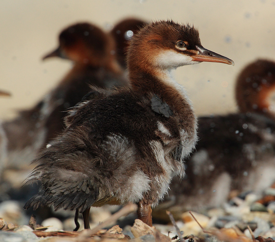 Goosander (mergus merganser), Saint-Sulpice, Switzerland, June 2009