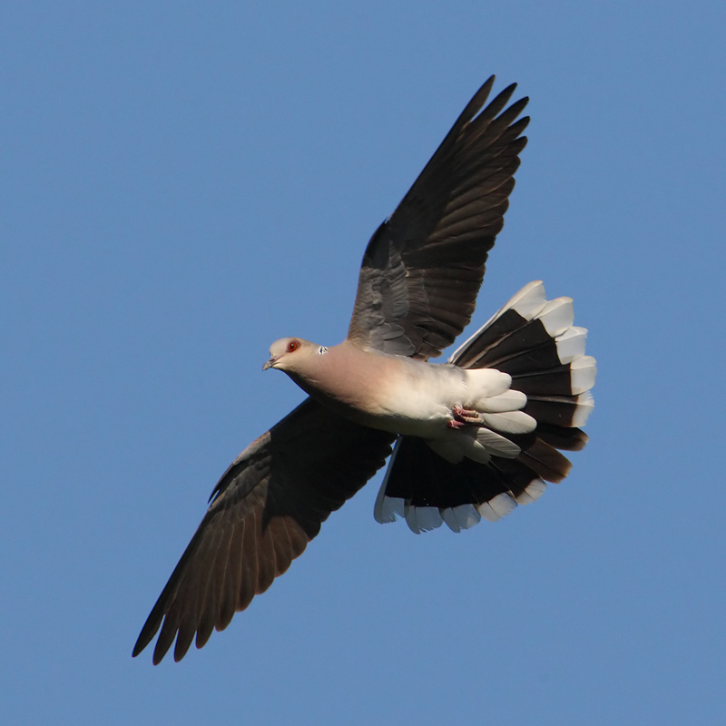Turtle dove (streptopelia turtur), Penthaz, Switzerland, July 2009
