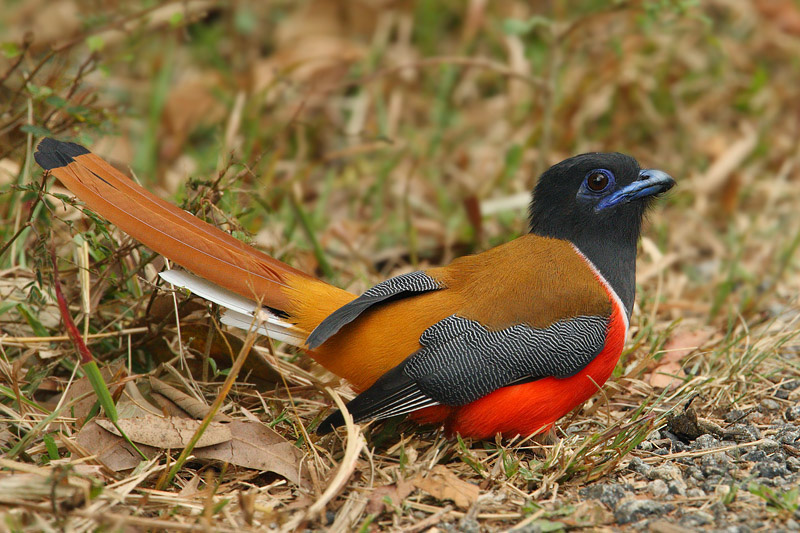 Malabar trogon (harpactes fasciatus), Kumily, India, January 2010