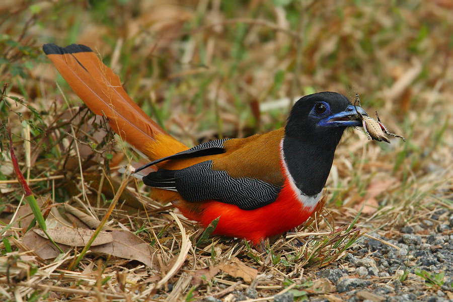 Malabar trogon (harpactes fasciatus), Kumily, India, January 2010