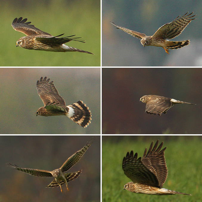 Hen harrier, Cuarnens, Switzerland, November 2009