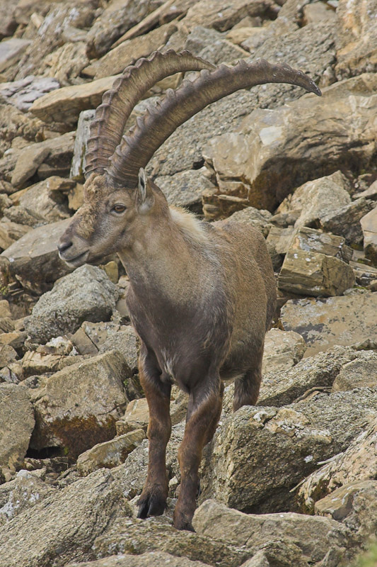 Ibex, Switzerland