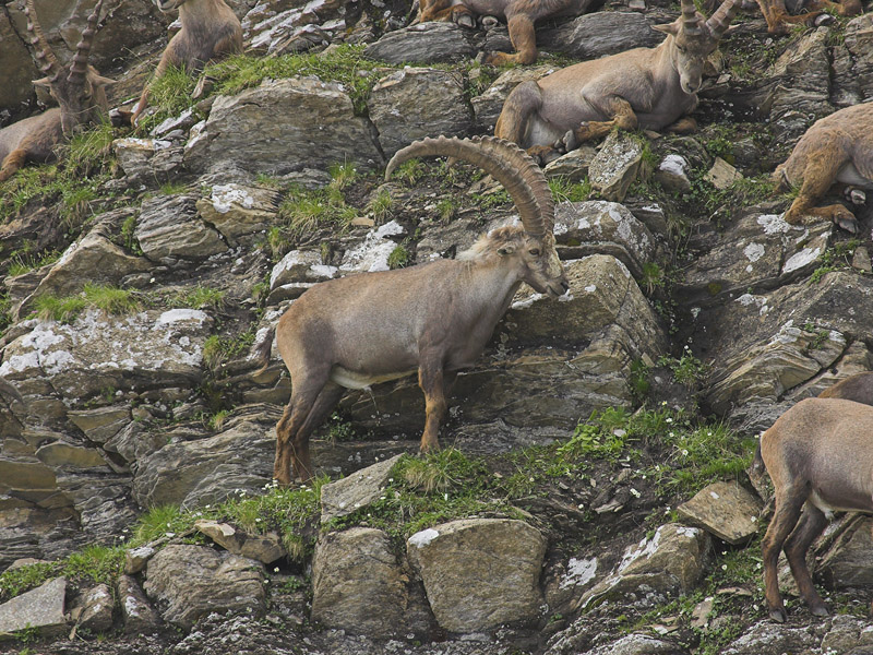 Ibex, Switzerland