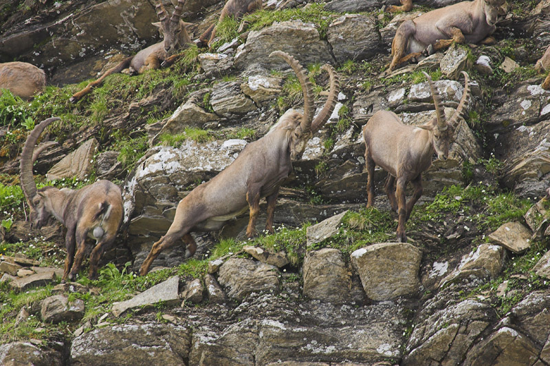Ibex, Switzerland