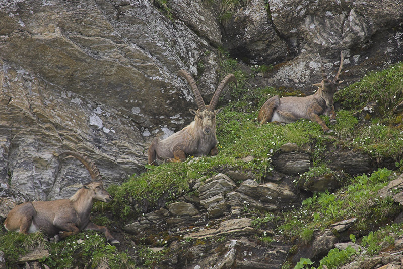 Ibex, Switzerland