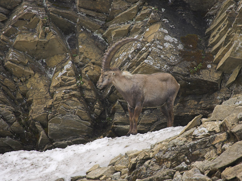 Ibex, Switzerland