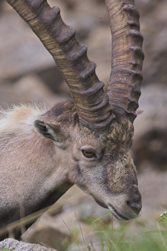 Ibex, Switzerland
