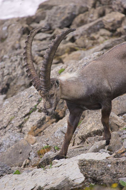 Ibex, Switzerland