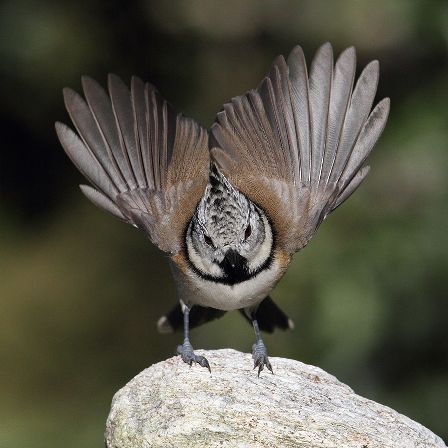 Crested tit (lophophanes cristatus), Ayer, Switzerland, October 2010