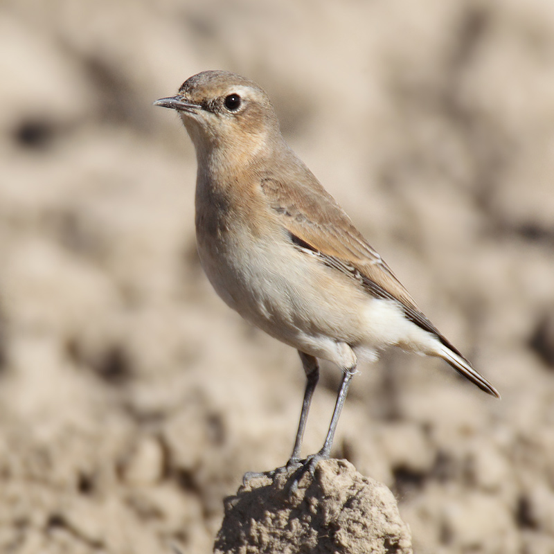 Northern wheatear (oenanthe oenanthe), Grancy, Switzerland, October 2010