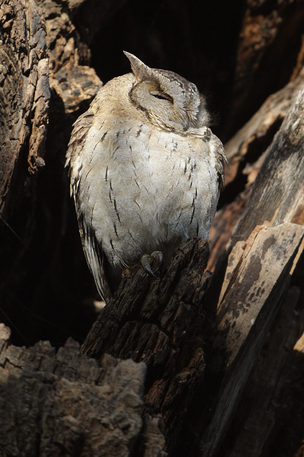 Collared scops owl (otus lettia), Ranthambore, India, December 2009