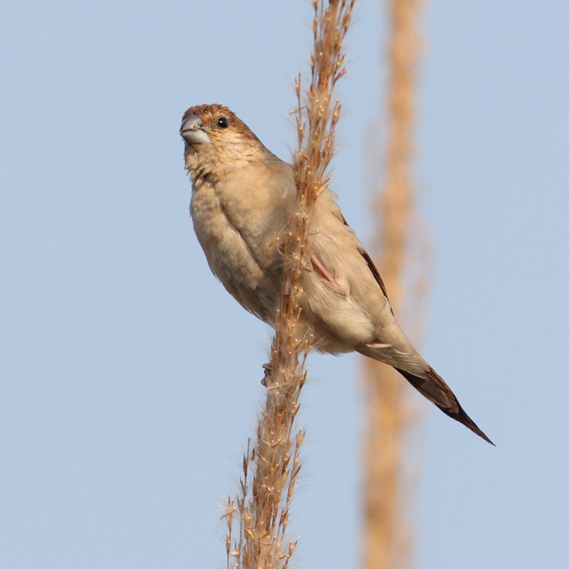  Indian silverbill or white-throated munia (euodice malabarica),  Bharatpur, India, December 2009