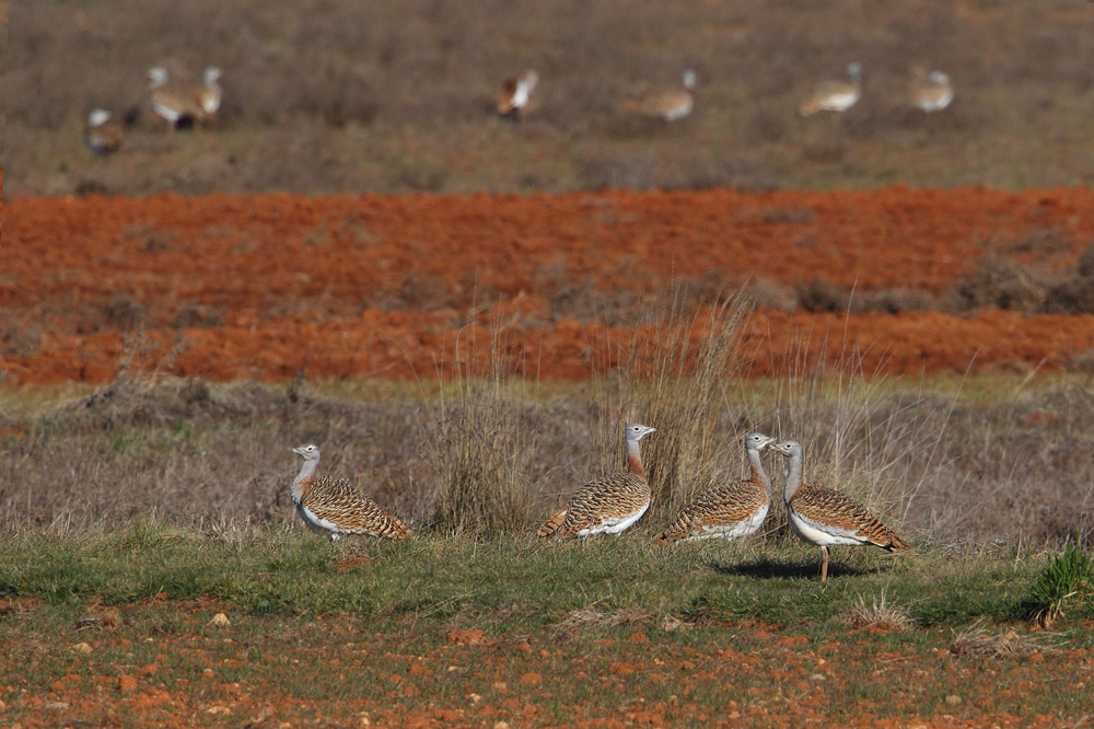 Great bustard (otis tarda), Bonete, Spain, January 2011