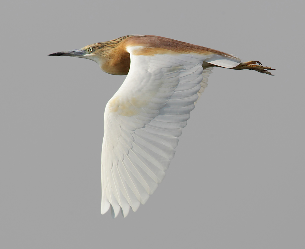 Squacco heron (ardeola ralloides), Elche, Spain, June 2011