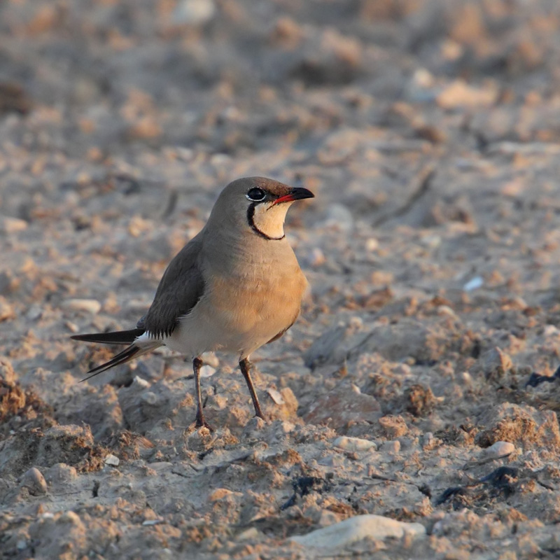 Collared pratincole (glareola pratincola), Elche, Spain, June 2011