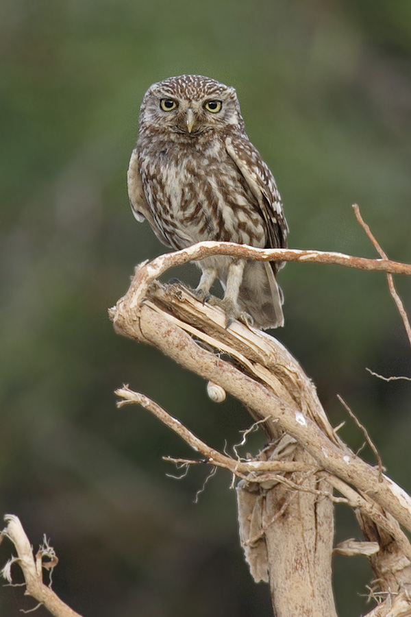 Little owl (athene noctua), Cuidad de Quesada, Spain, June 2007