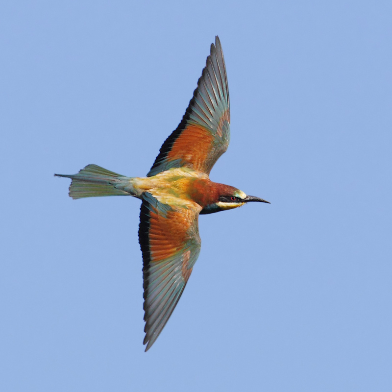 European bee-eater (merops apiaster), Penthaz, Switzerland, July 2011
