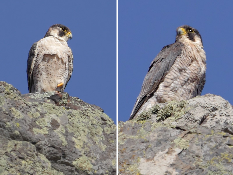 Barbary falcon (falco (peregrinus) pelegrinoides), Barranco de Juan Vera (La Gomera), Spain, September 2011