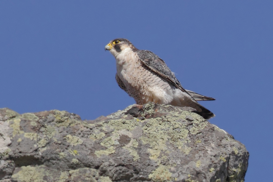 Barbary falcon (falco (peregrinus) pelegrinoides), Barranco de Juan Vera (La Gomera), Spain, September 2011