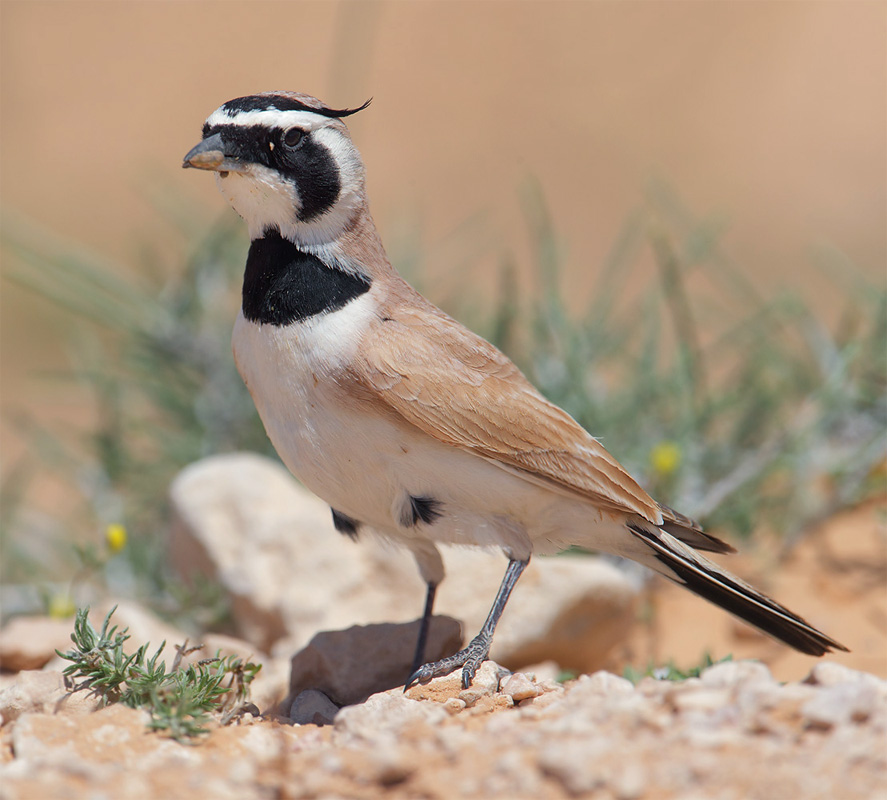 Temmincks horned lark, Temmincks lark (eremophila bilopha), Ksar Ghilane, Tunisia, April 2012