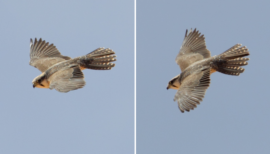 Lanner falcon (falco biarmicus erlangeri), Tatouine, Tunisia, April 2012
