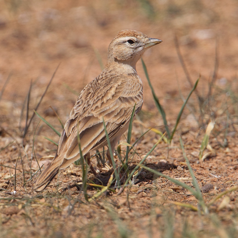 Greater short-toed lark (calandrella brachydactyla), Chenini, Tunisia, April 2012