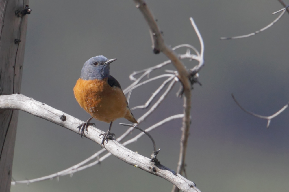 Common rock thrush (monticola saxatilis), Thel, Switzerland, May 2012