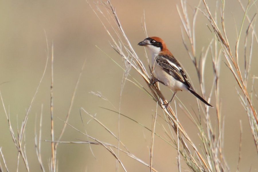 Woodchat shrike (lanius senator), Ksar Ghilane, Tunisia, April 2012