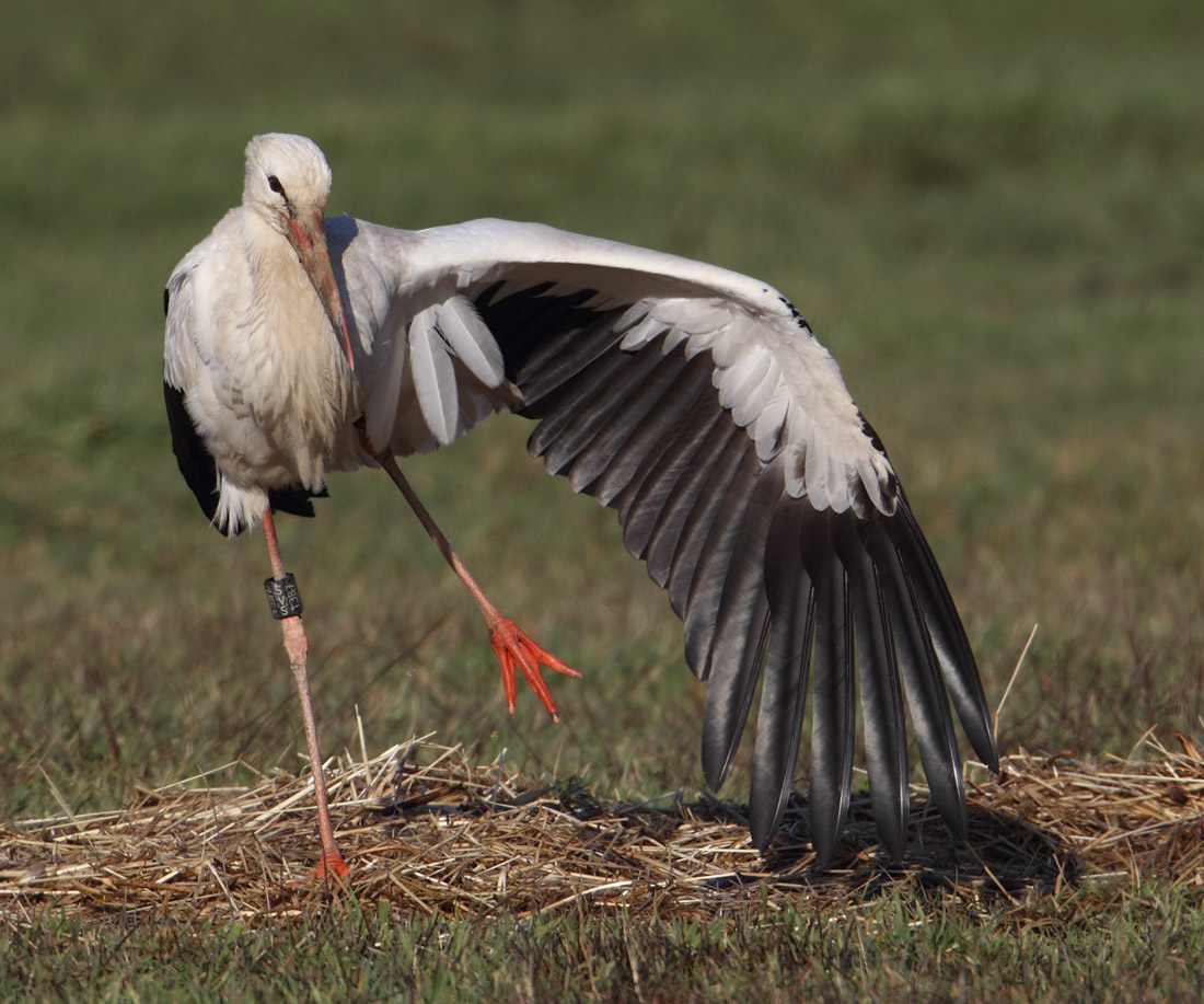 White stork (ciconia ciconia), Grancy, Switzerland, January 2013