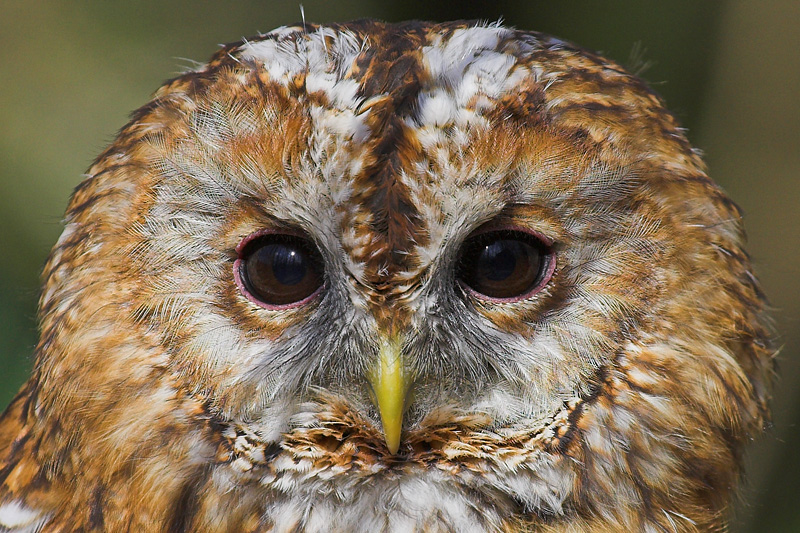 Tawny owl, Rutland Water, UK, April 2007