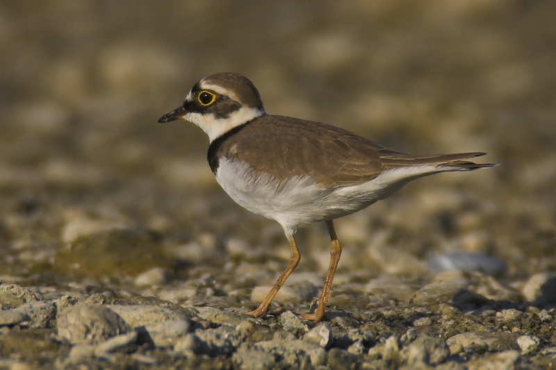 Little ringed plover (charadrius dubius), Prverenges, Switzerland, April 2007