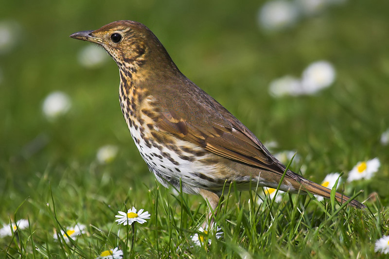 Song thrush, Cambridge, UK, April 2007