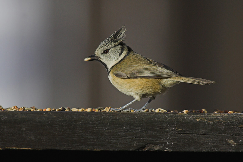 Crested tit, Chandolin, Switzerland, December 2006