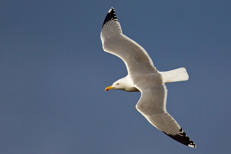 Yellow-legged gull (larus michahellis), Fanel, Switzerland, May 2007