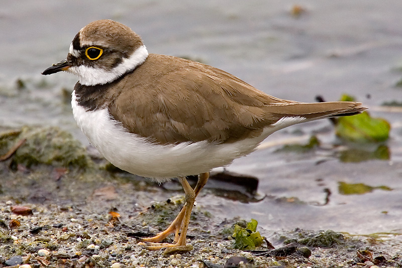 Little ringed plover (charadrius dubius), Prverenges, Switzerland, May 2007