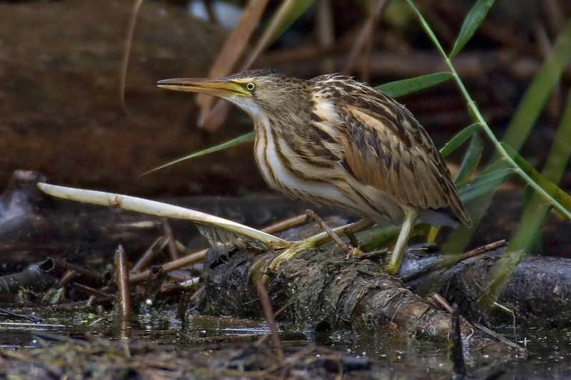 Little bittern, Chablais de Cudrefin, Switzerland, August 2006