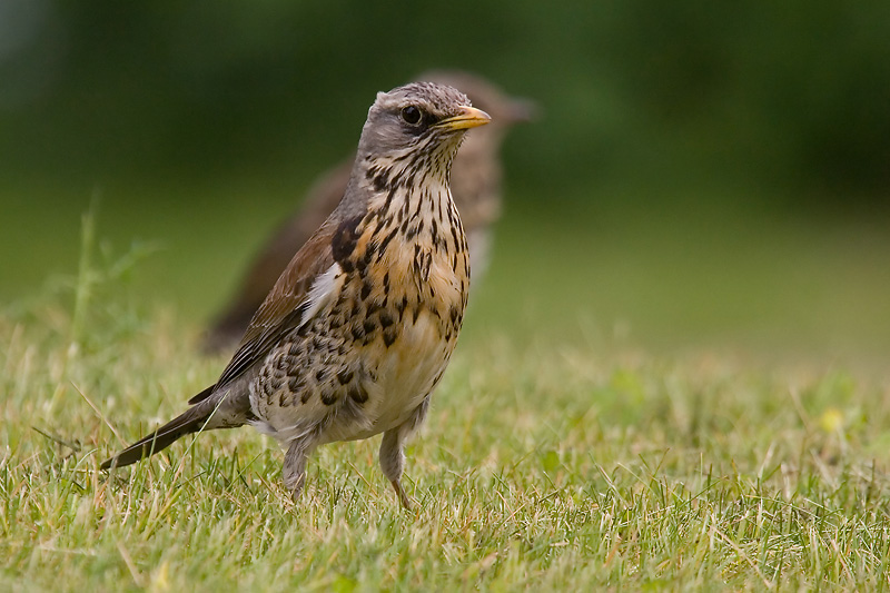 Fieldfare, Stockholm, Sweden, May 2007