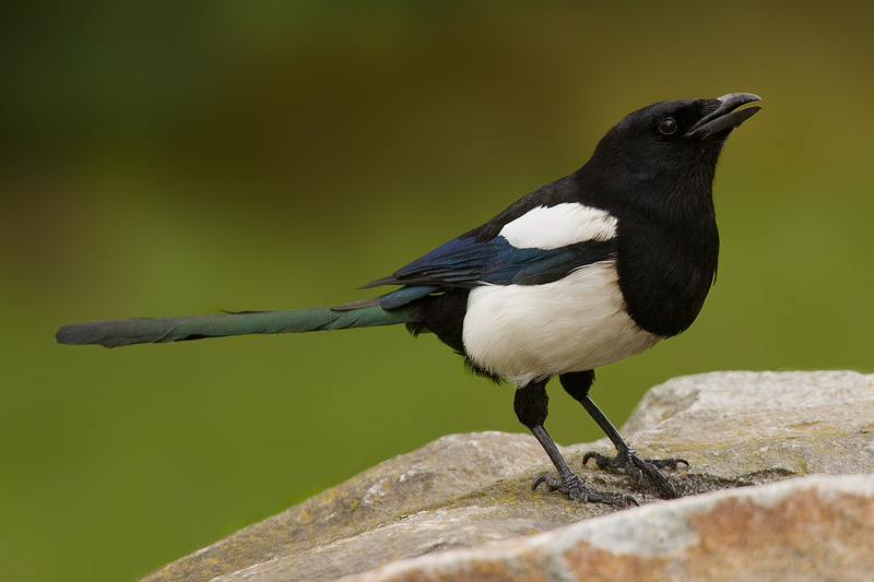 Magpie, Stockholm, Sweden, June 2007