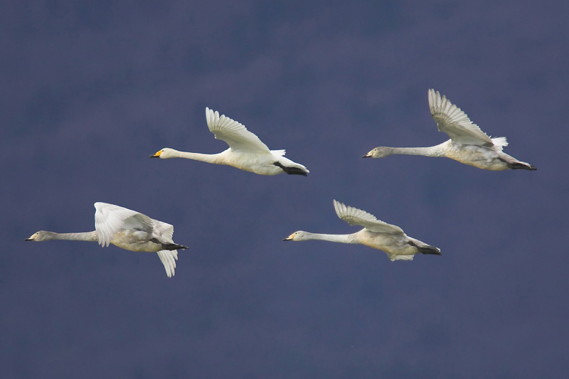 Whooper swan (cygnus cygnus), Fanel, Switzerland, January 2007