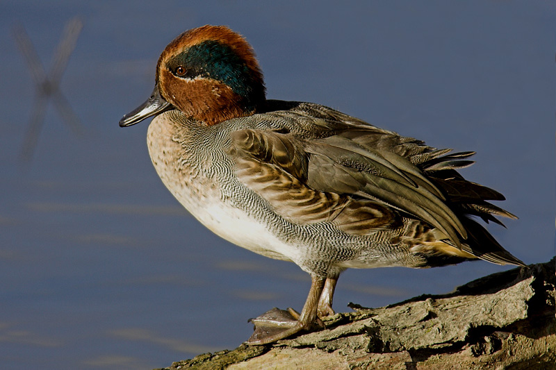 Common teal (anas crecca), Chavornay, Switzerland, November 2006