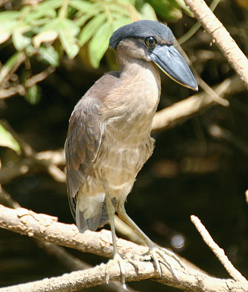 Boat-billed heron, Cao negro, Costa Rica, February 2005