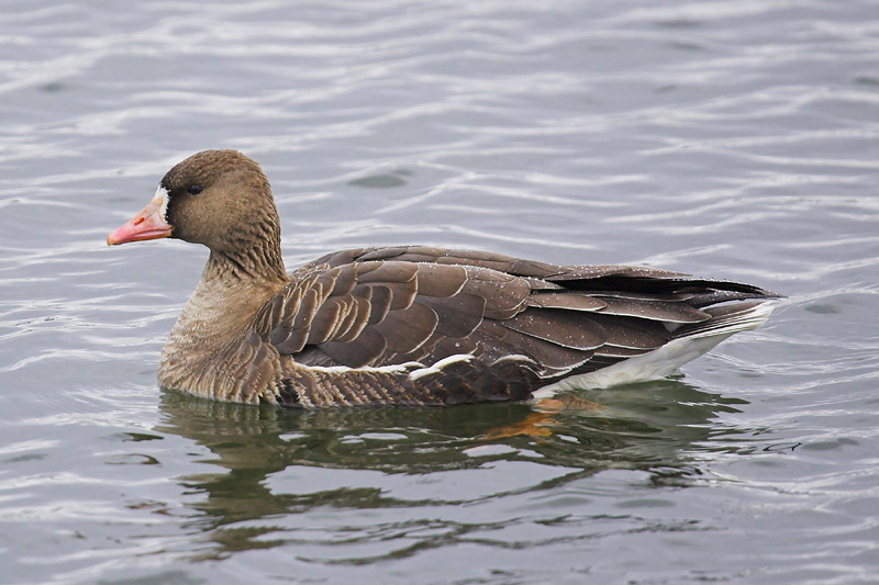 White-fronted goose (anser albifrons), Yverdon-les-Bains, Switzerland, February 2007