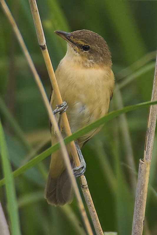 Great reed warbler (acrocephalus arundinaceus), Fanel, Switzerland, July, 2006