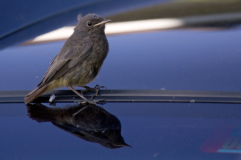 Black redstart (phoenicurus ochruros), Echandens, Switzerland, July 2006